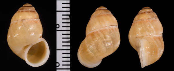 フチヌイオカタマキビ (仮称) Leonia scrobiculata small