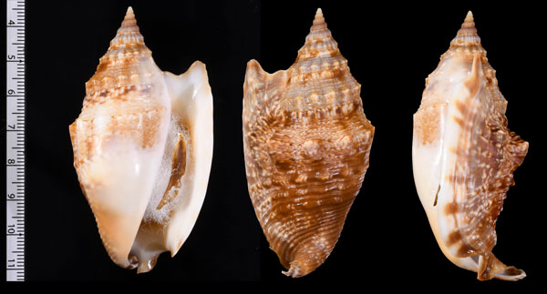 オーロラマイノソデ Euprotomus aurora small