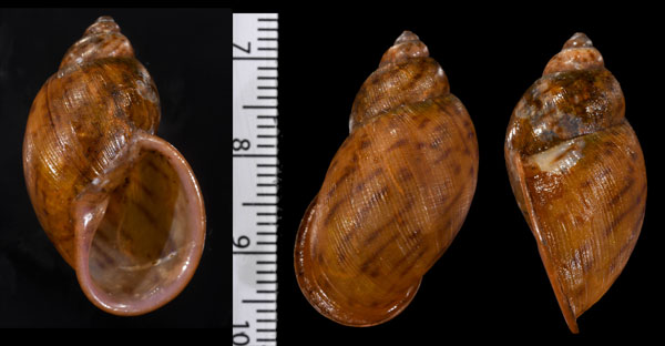 チスジナツメマイマイ Plekocheilus virgatus small