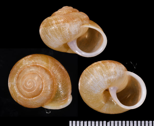 フィンケオウドマイマイ (仮称) Sinumelon expositum small