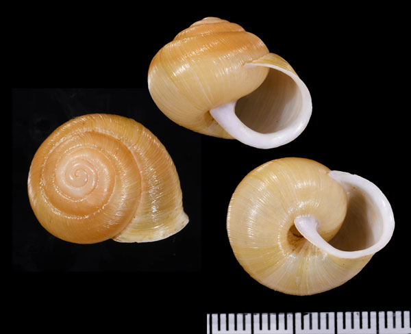 レイノルズレンジマイマイ (仮称) Sinumelon perinflatum small