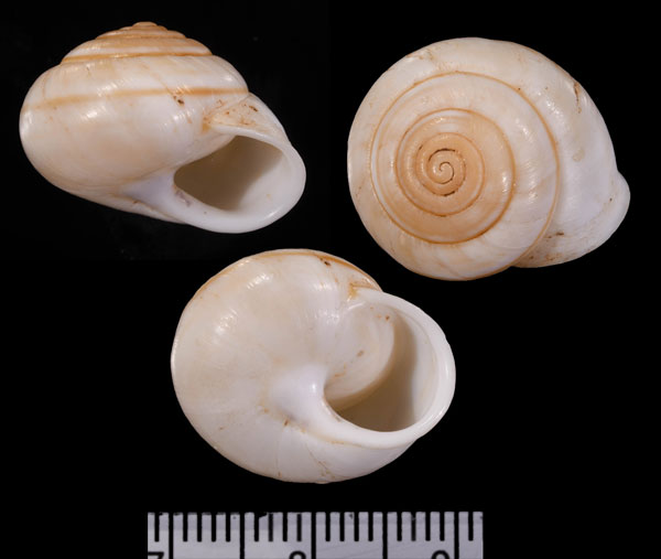 シュウジンマイマイ (仮称) Rhagada convicta small