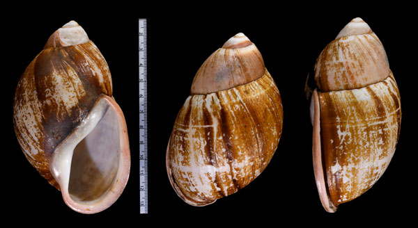 ロペスオオアカマイマイ (仮称) Megalobulimus lopesi small