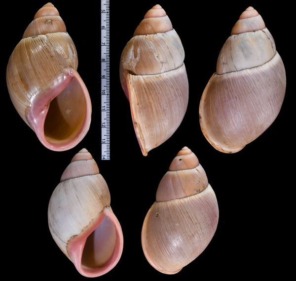 アマンダオオアカマイマイ (仮称) Megalobulimus amandus small