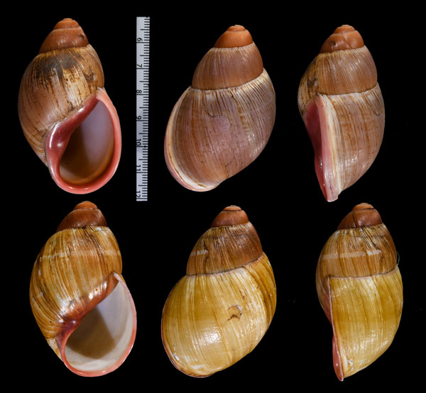 ピグミーオオアカマイマイ近似種 Megalobulimus pygmaeus aff. small