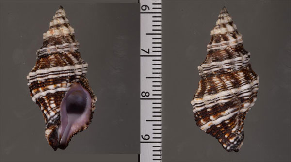 フルバートツノマタ Latirus philberti small