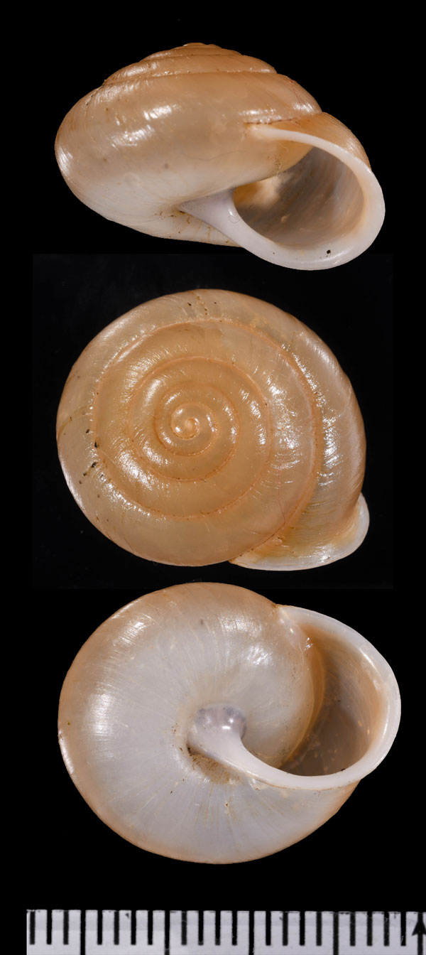 フィッツロイマイマイ Mesodontrachia fitzroyana small