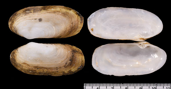 ヨーロッパオオトリガイ Lutraria oblonga small