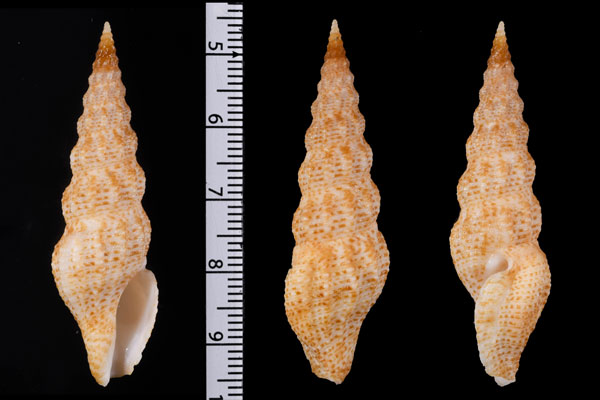 ソバカスタケノコシャジク (仮称) Inquisitor millepunctatus small