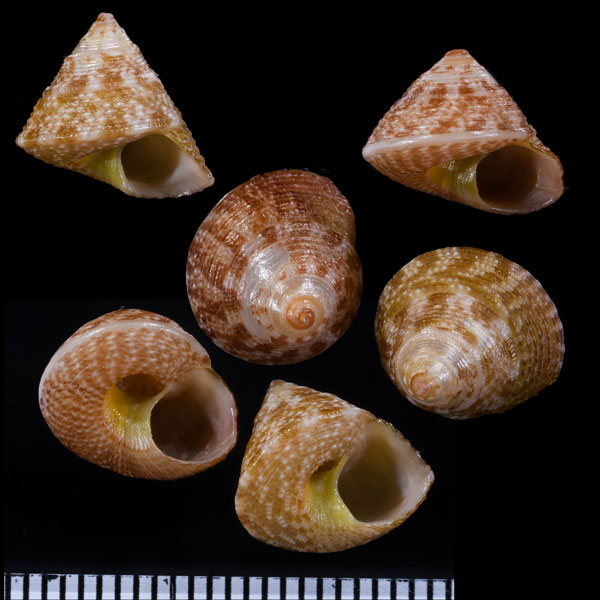 ステラマリスチグサ (仮称) Agagus stellamaris small