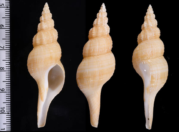 ナカヤマナガニシモドキ Granulifusus discrepans small
