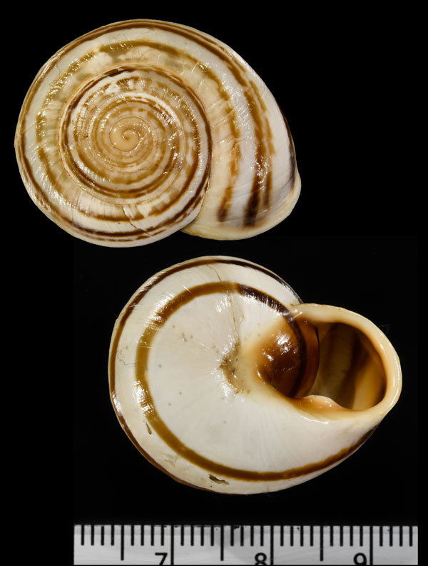 ラフィートカサマイマイ (仮称) Tingitana laffiteana small