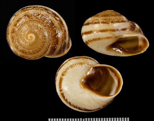 リアサンカサマイマイ (仮称) Tingitana liasana small