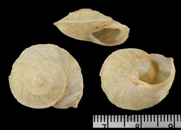ユウビギリシャカサマイマイ (仮称) Iberus elegans small