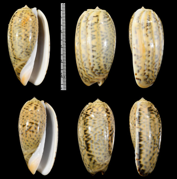 フクレマクラ Oliva tigrina small