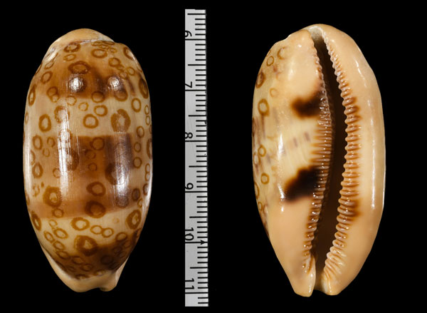 コガタオオモンジャノメダカラ (仮称) Arestorides argus contracasta f. rariocellata small
