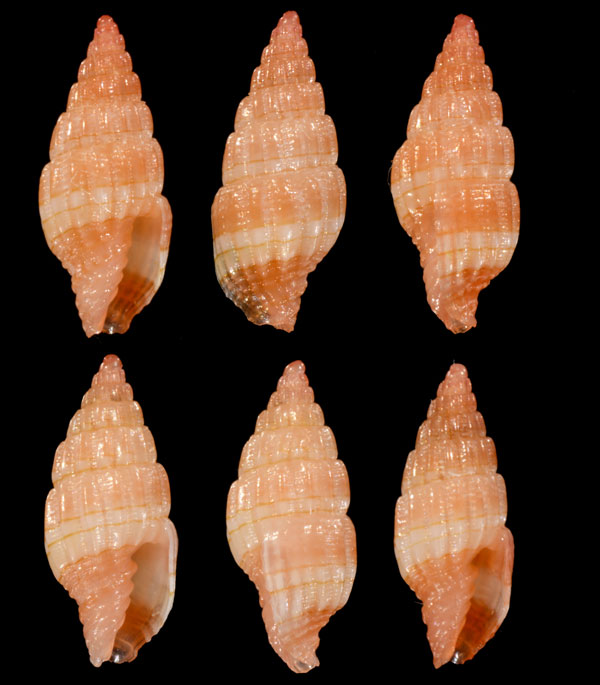 ミスジモモイロオトメフデ (仮称) Vexillum trilineatum small