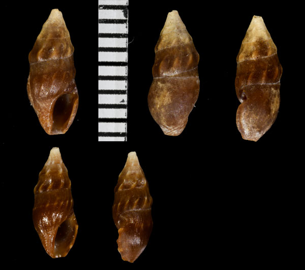 クローバーウミクダマキ (仮称) Clavus cloveri small