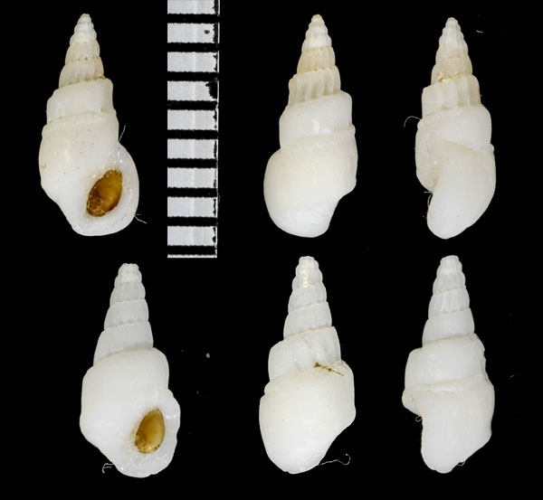 セキトリチョウジガイ Rissoina percrassa small