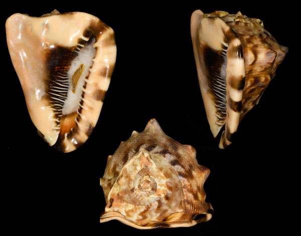 ダイオウトウカムリ Cassis tuberosa small