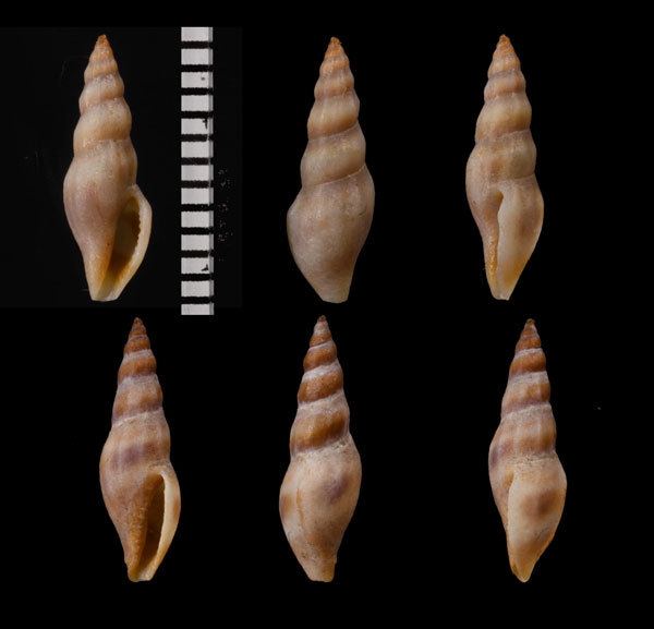 ヤセシャジク Leiocithara longispira small