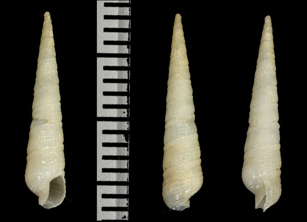 バハマトクサ Neoterebra glossema small
