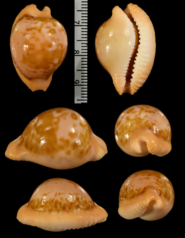 ナタールダカラ Cypraeovula connelli small