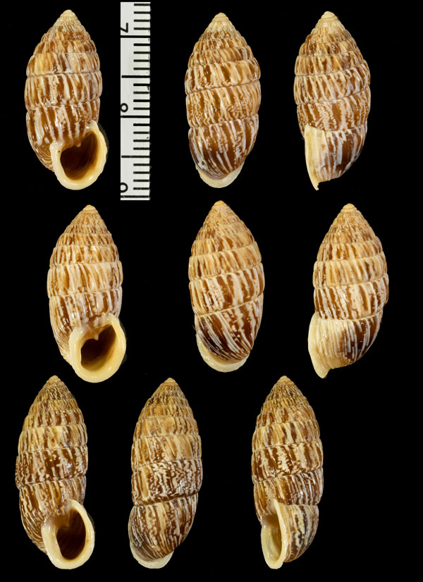 ハトノオオタワラ (仮称) Cerion columbinus small