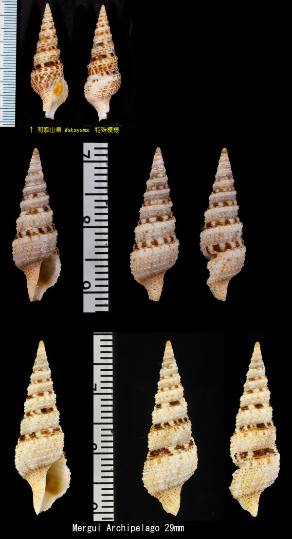 オランゴシャジククダマキ (仮称) Lophiotoma olangoensis small