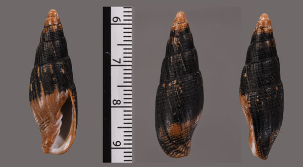 イダフデ (仮称) Atrimitra idae small