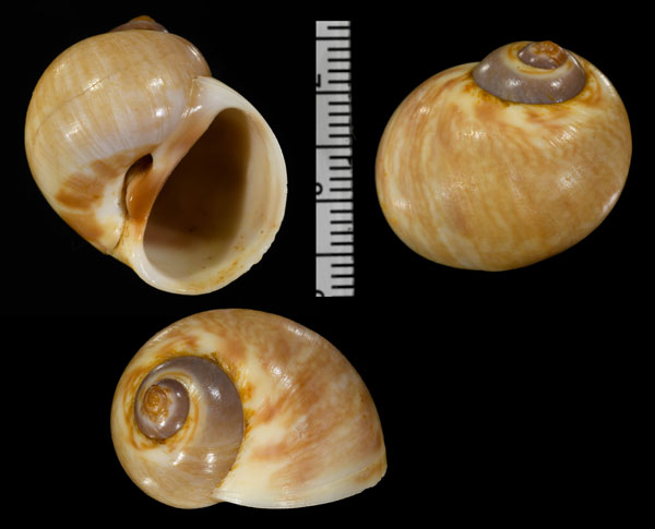 アダンソンタマガイ Natica adansoni small