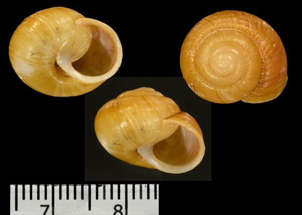 アカチャオウドマイマイ (仮称) Sinumelon dulcensis small