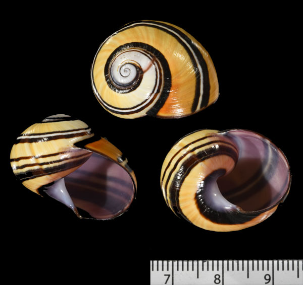 ヘリグロソメワケコダママイマイ (仮称) Polymita picta iolimbata var. iodimidiata small