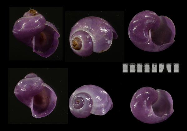 ヒメルリガイ Janthina umbilicata small