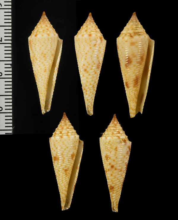 スベリホウオウイモ Conasprella hopwoodi small