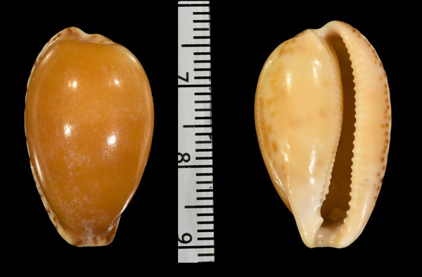 ナンゴウコンプトンダカラ Notocypraea comptonii griffithi small