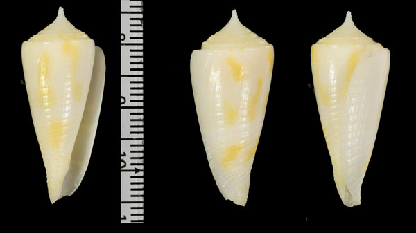 ポッペイモ Conasprella guidopoppei small