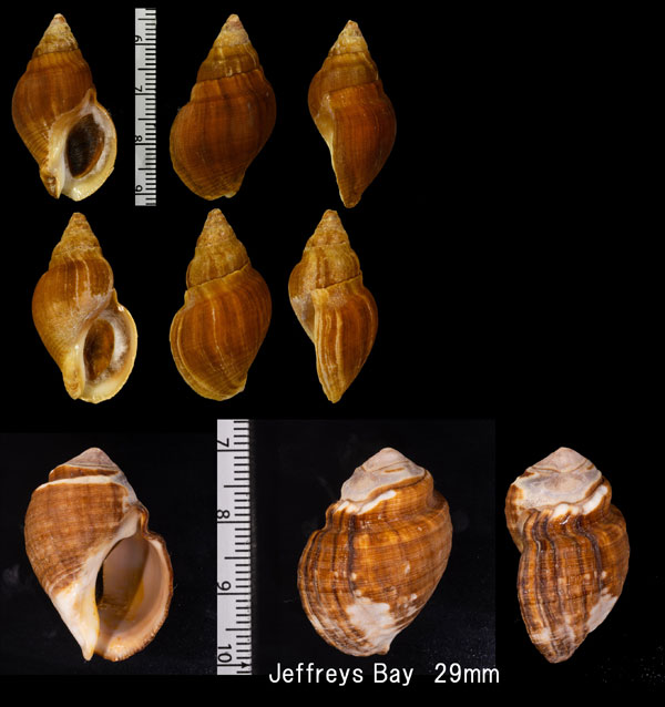 ナメラカウネマキボラ (仮称) Burnupena cincta limbosa small
