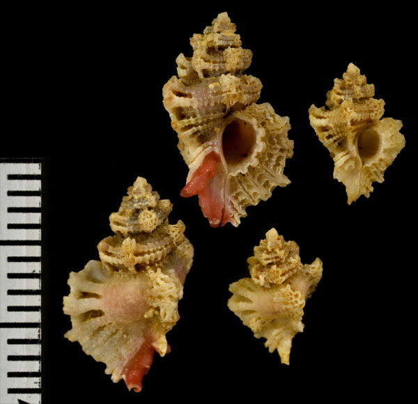 コムラサキヒシヨウラク Favartia cyclostoma small