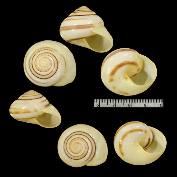 カスリホクロメダママイマイ (仮称) Asperitas rareguttata tjendanae small