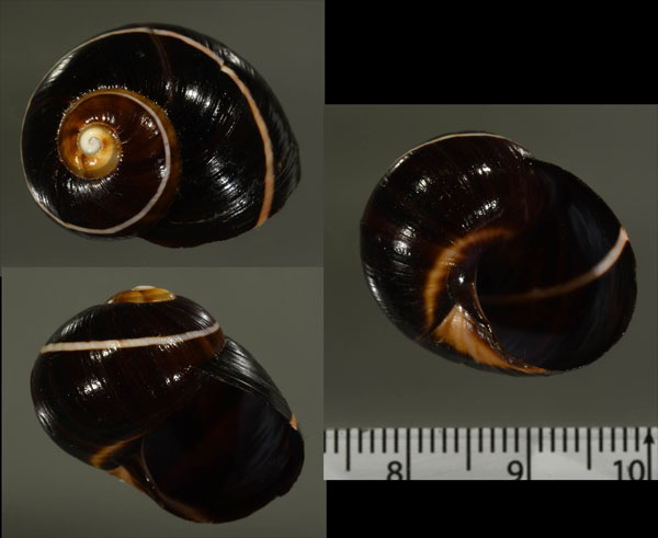 クロミコダママイマイ Polymita picta picta var. obscurata small
