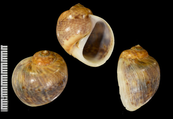 ミカエリタマガイ (仮称) Natica michaelis small