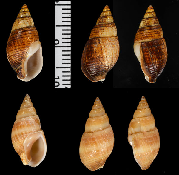 フタオビトウダカムシロ (仮称) Nassarius vinctus small