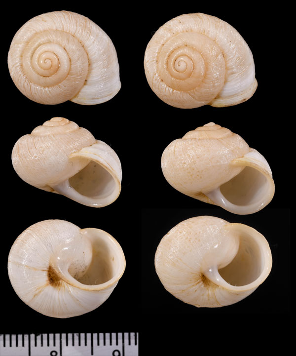 ナラボーマイマイ (仮称) Sinumelon nullarboricum small