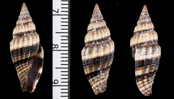 ウェーバーミノムシ Vexillum weberi small