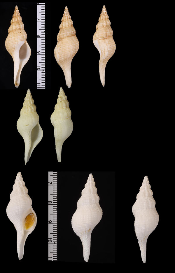 ヒメナガニシ Chryseofusus graciliformis small