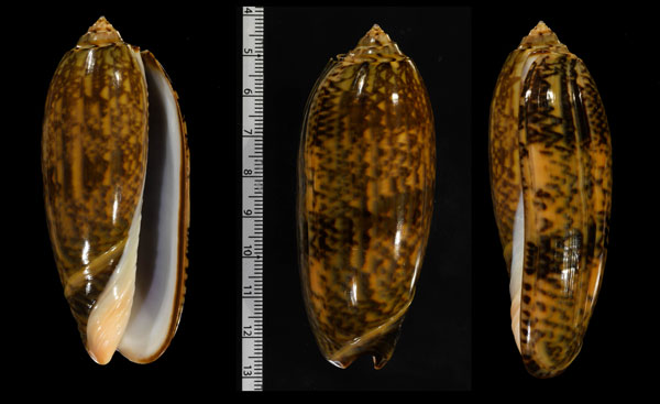 ホノオシリタカマクラ (仮称) Oliva tremulina flammeacolor small