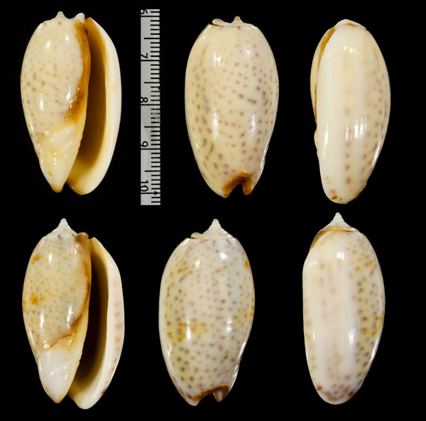 チャグチセキトリマクラ (仮称) Oliva bulbosa form labiapicta small