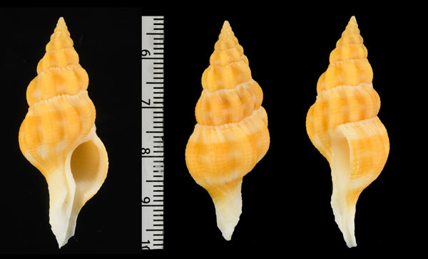 パーソンツノマタ Fusolatirus pearsoni small