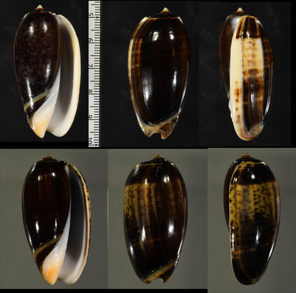 クロフクレマクラ (仮称) Oliva tigrina glandiformis small